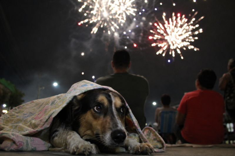Festas Juninas: queima de fogos pode causar impactos à saúde de pessoas e animais durante festejos